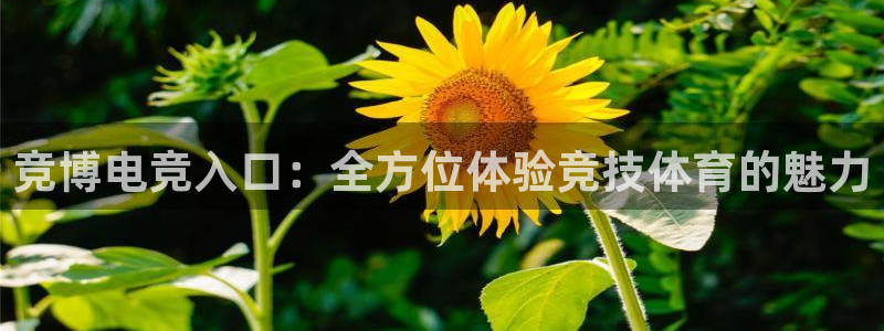 米兰电竞网站入口